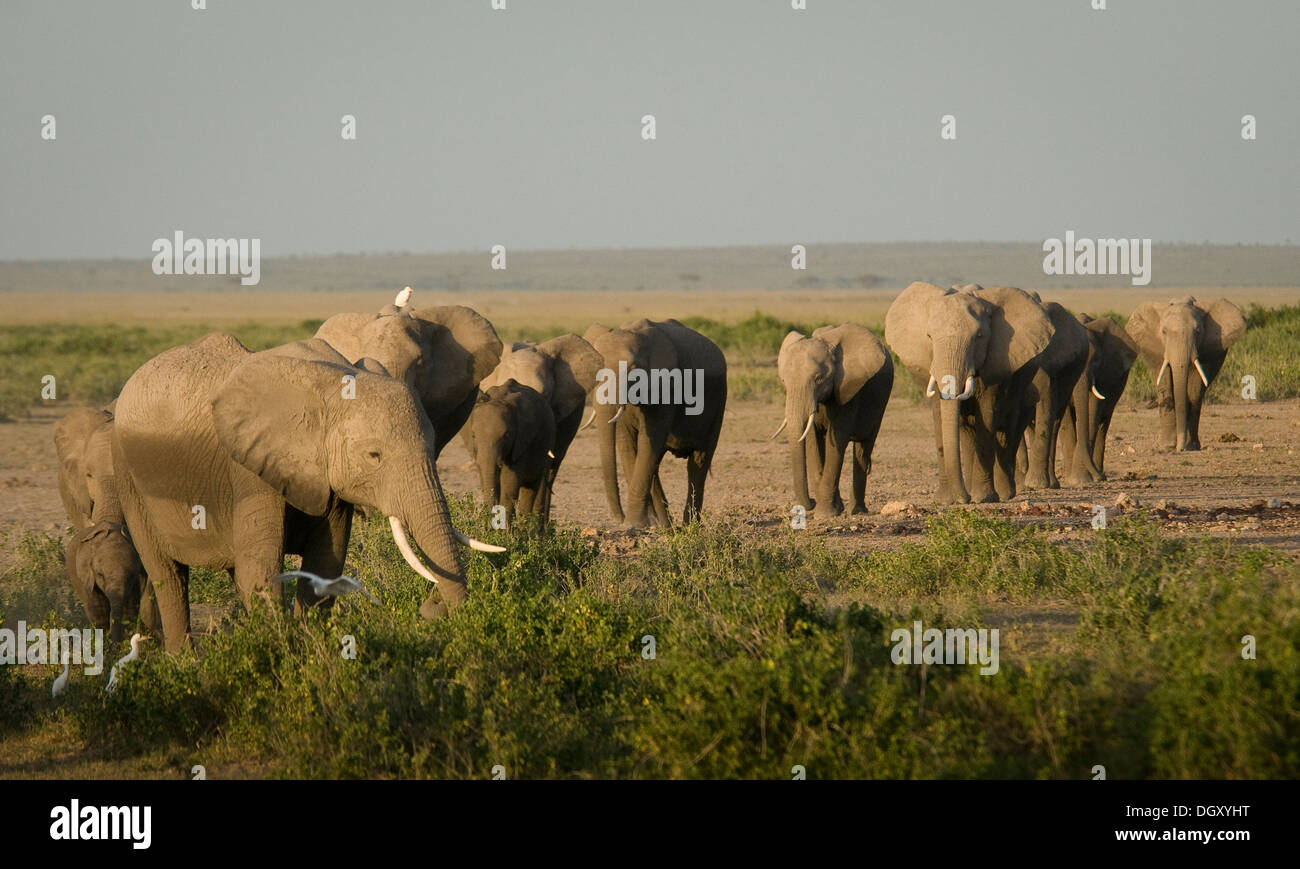 Herde von Elefanten in einer Linie in Ebenen Stockfoto