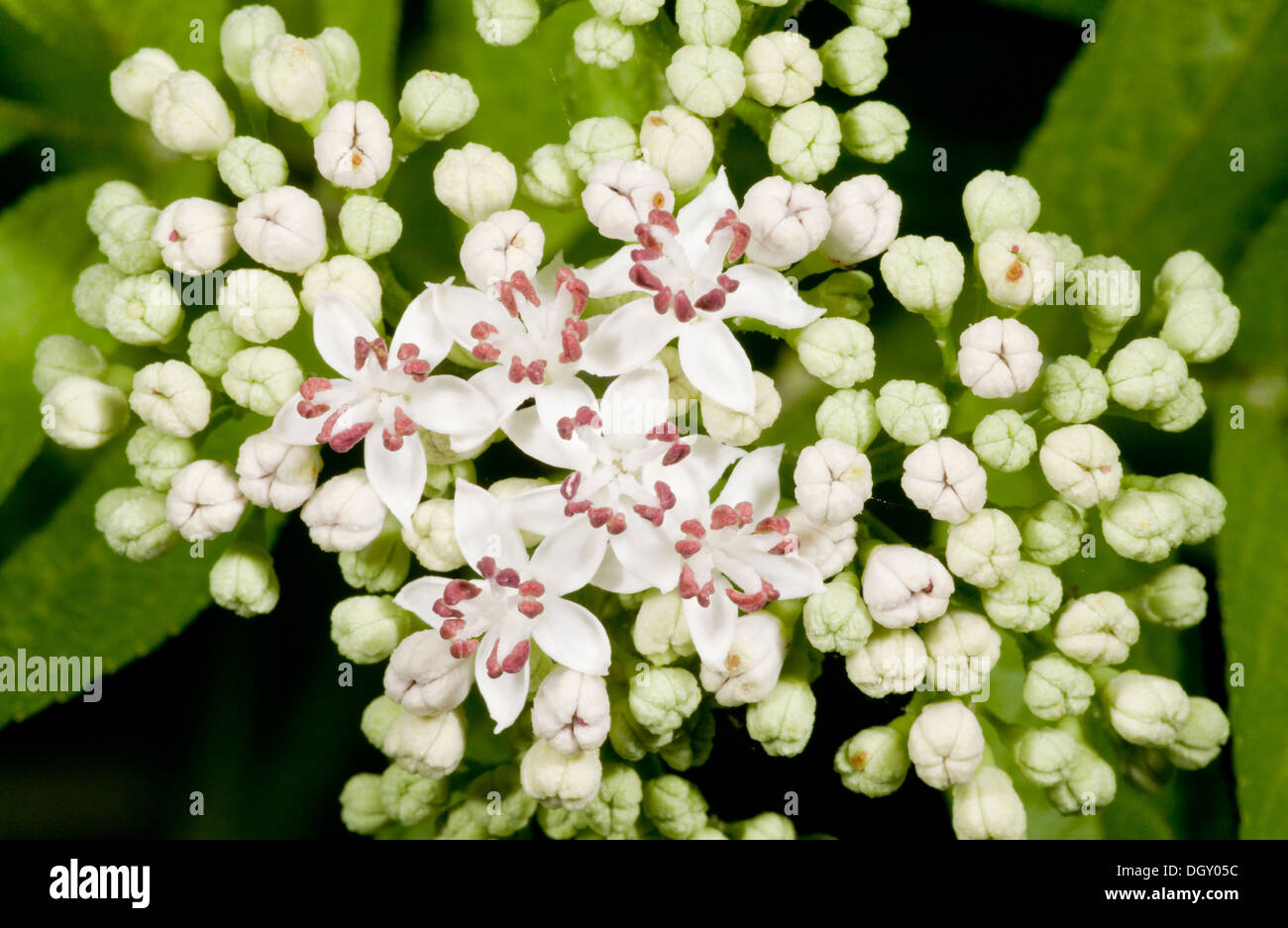 Zwerg-Holunder / Danewort, Sambucus Ebulus, Nahaufnahme der Blüten. Stockfoto
