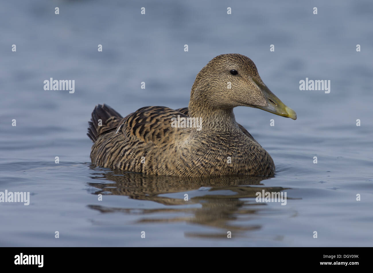 Eider am Meer Stockfoto