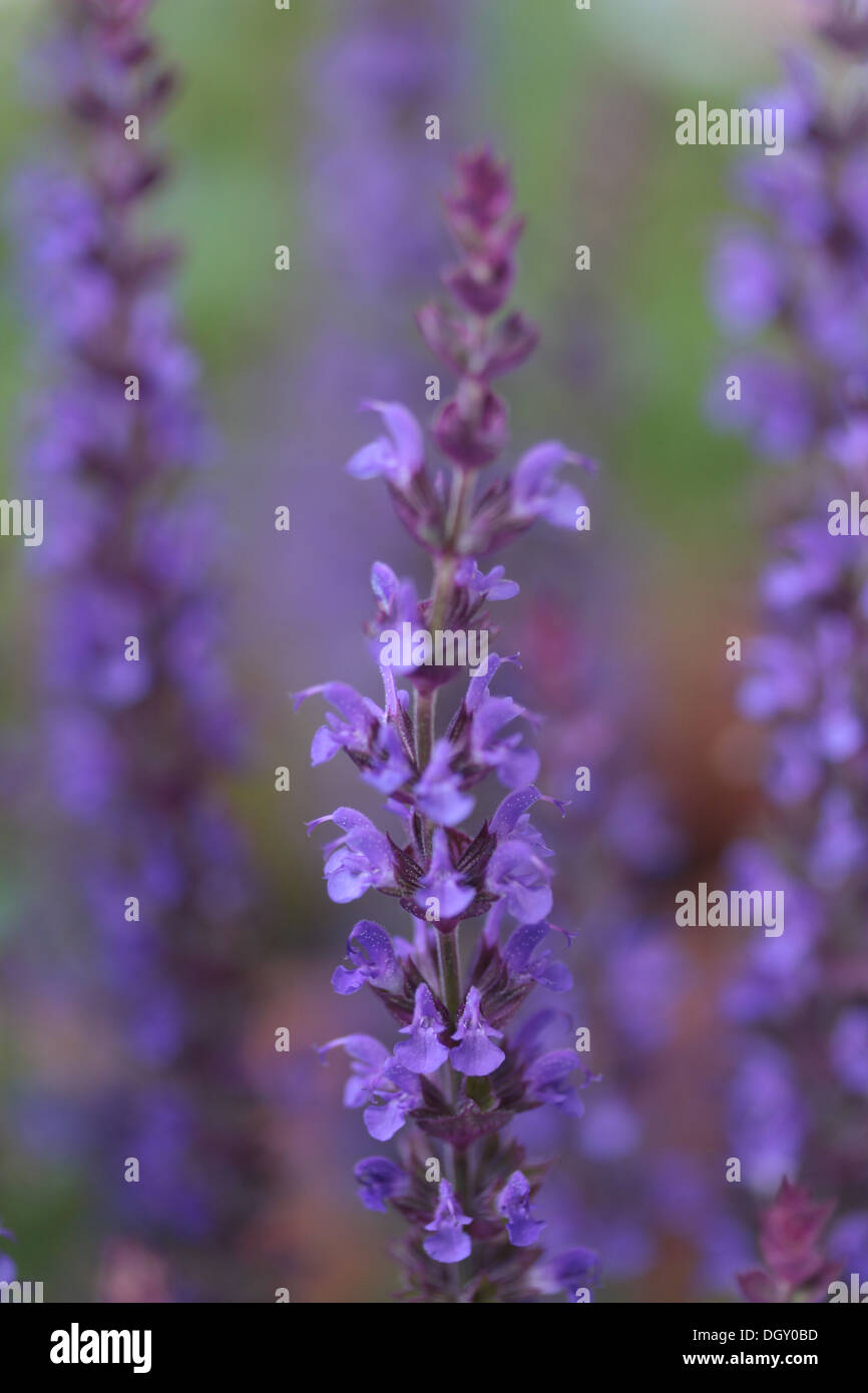 Nahaufnahme von Spikes von englischer Lavendel mit geringer Tiefe Feld zeigt eine Spitze im Fokus mit verträumten aus Fokus Stacheln. Stockfoto