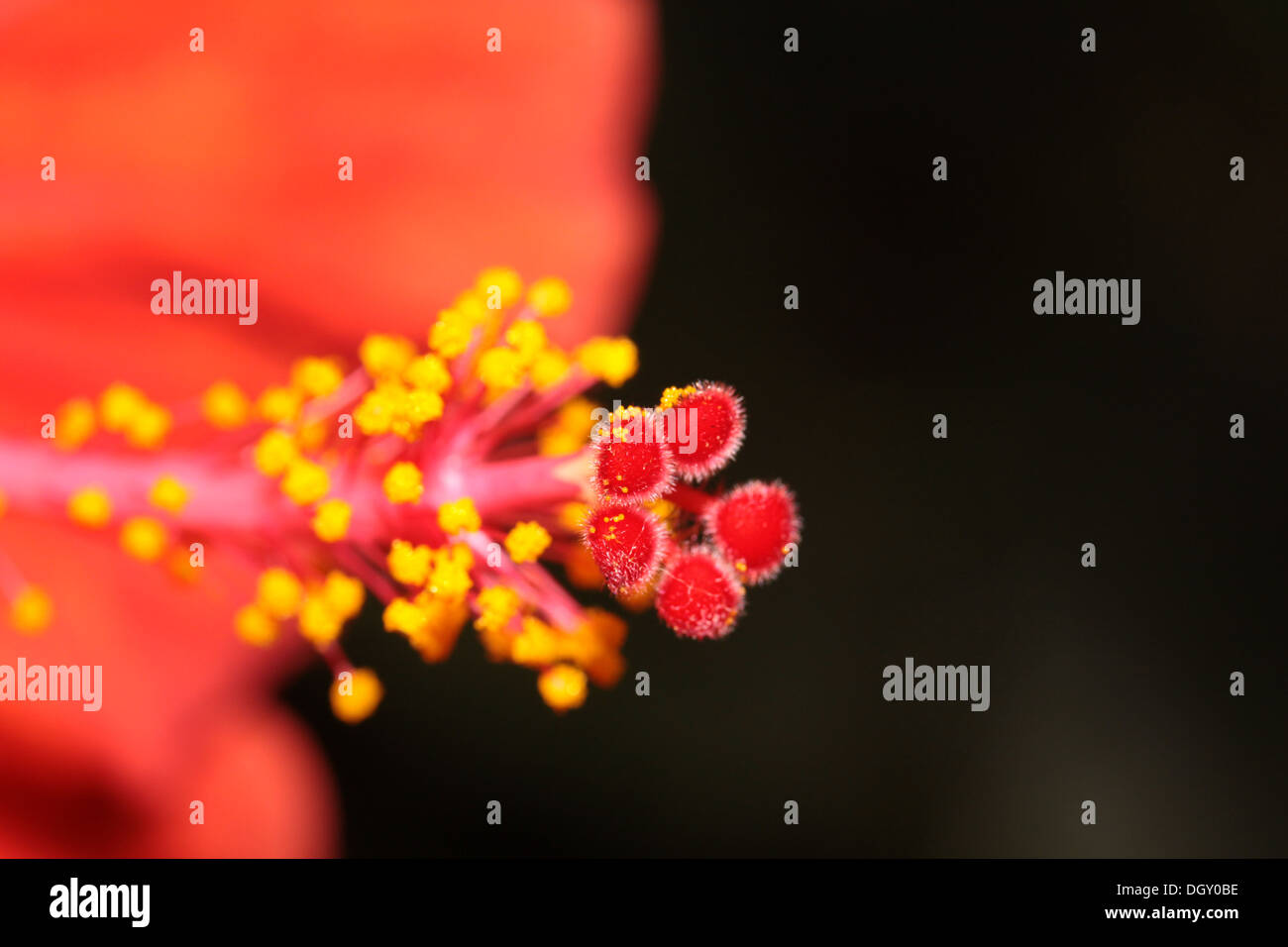 Eine Nahaufnahme von einem roten Hibiskus Stockfoto