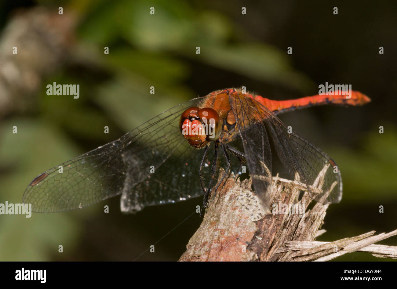 Libellen Ruddy Darter, Sympetrum Sanguineum - thront männlich. Stockfoto
