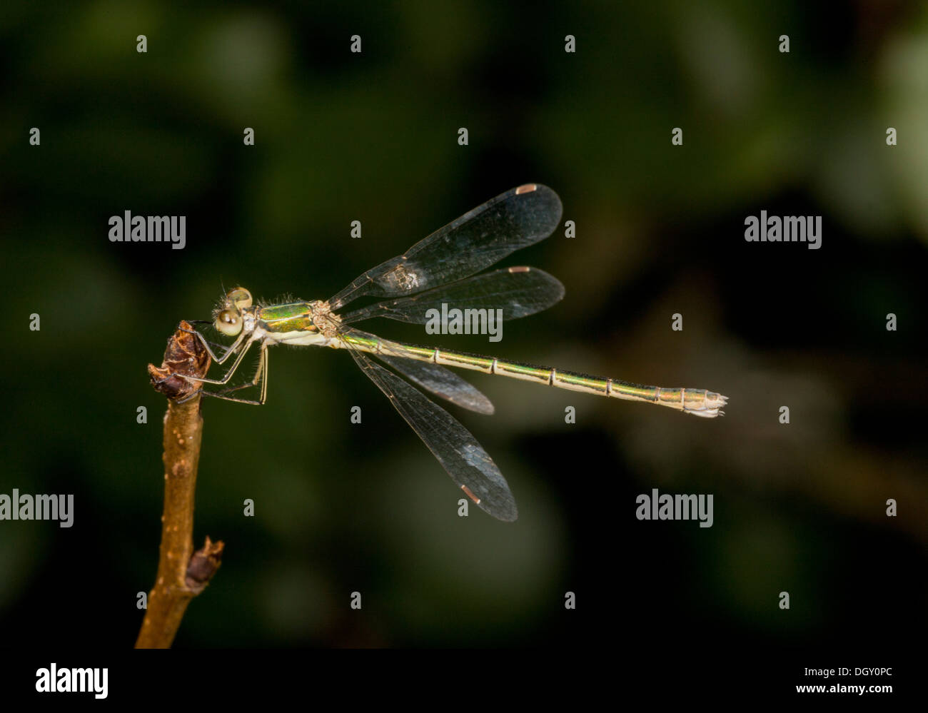 Weibliche kleine Spreadwing / kleine Emerald Damselfly, Lestes Virens, thront Stockfoto