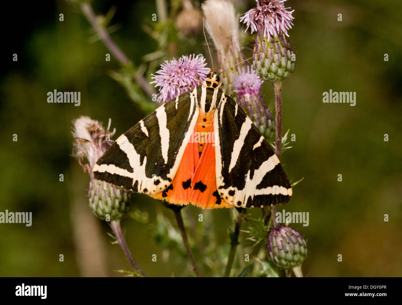 Jersey Tiger Moth, Euplagia Quadripunctaria, Nectaring bei Creeping Thistle. Ungewöhnlich, in Großbritannien. Stockfoto