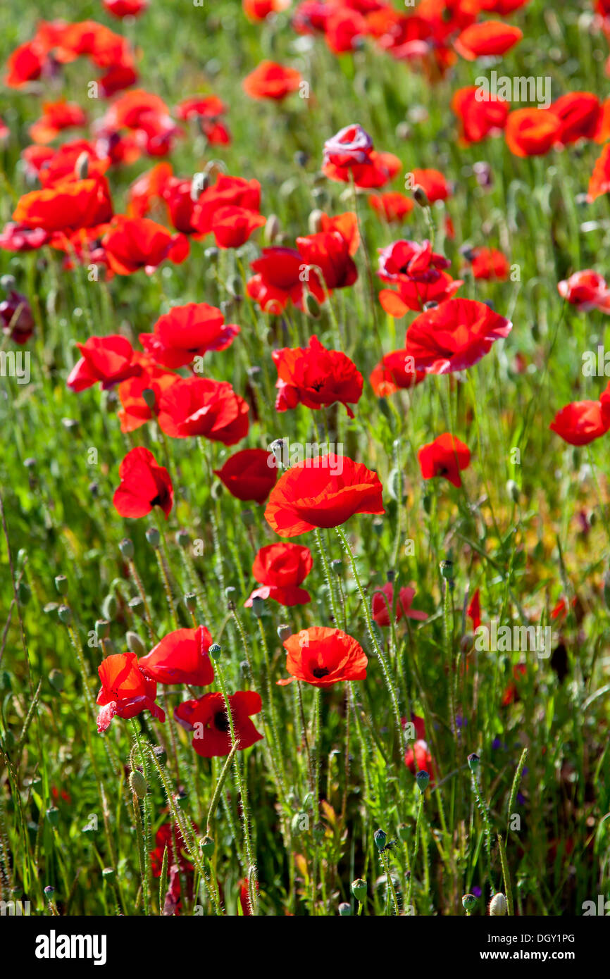 Blühender Mohn (Papaver Rhoeas) in der Nähe von Rovinj, Rovinj, Kroatien Rovingo, Istrien, Kroatien, Europa Stockfoto