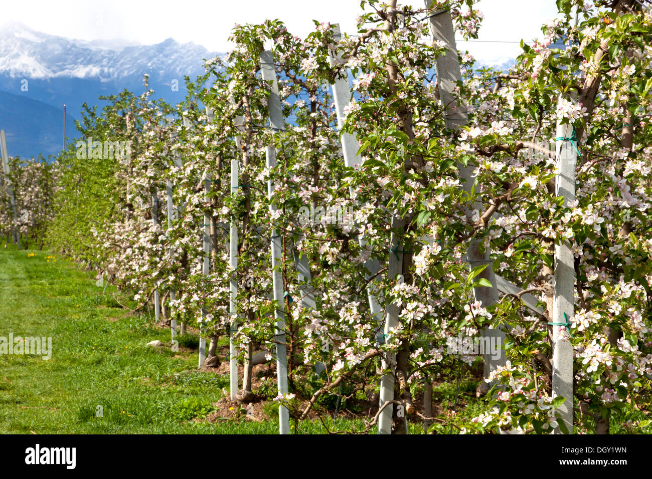 Apfelblüten im Apfelgarten Baum, Bei Meran, Provinz Südtirol, Trentino-Alto Adige, Italien Stockfoto