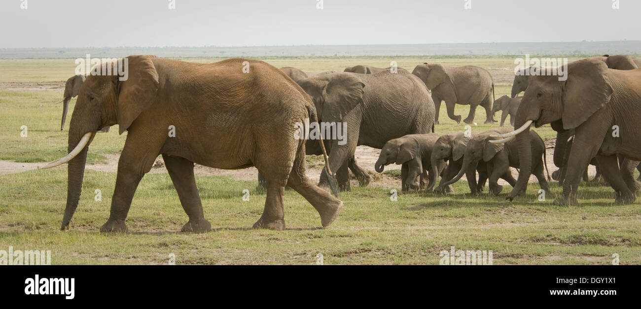 Herde von afrikanischen Elefanten mit dem jungen gehen in Ebenen Stockfoto