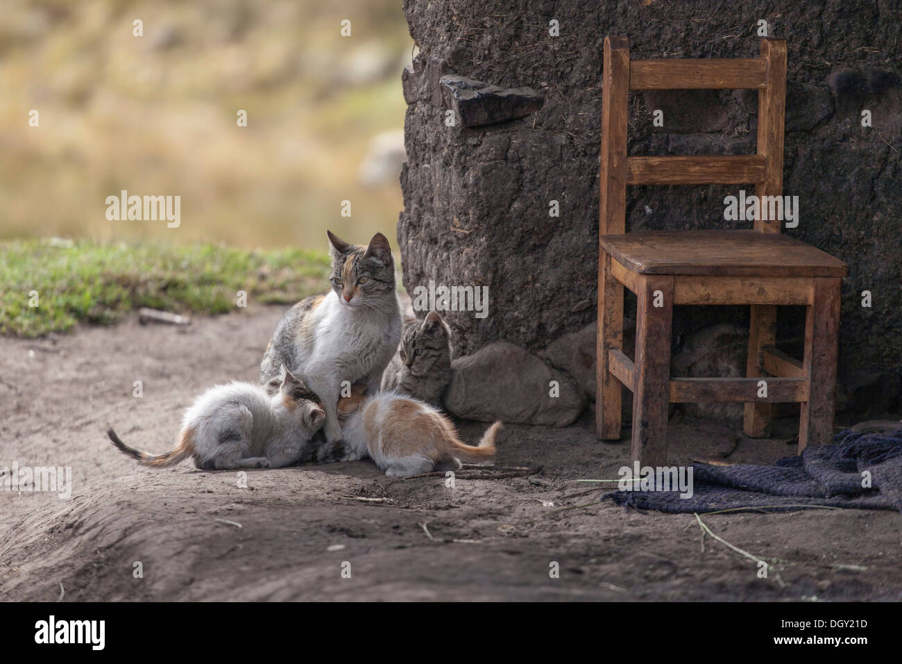 Katzenfamilie, Bauernhaus, Cumbemajo, Cajamarca, Peru, Südamerika Stockfoto