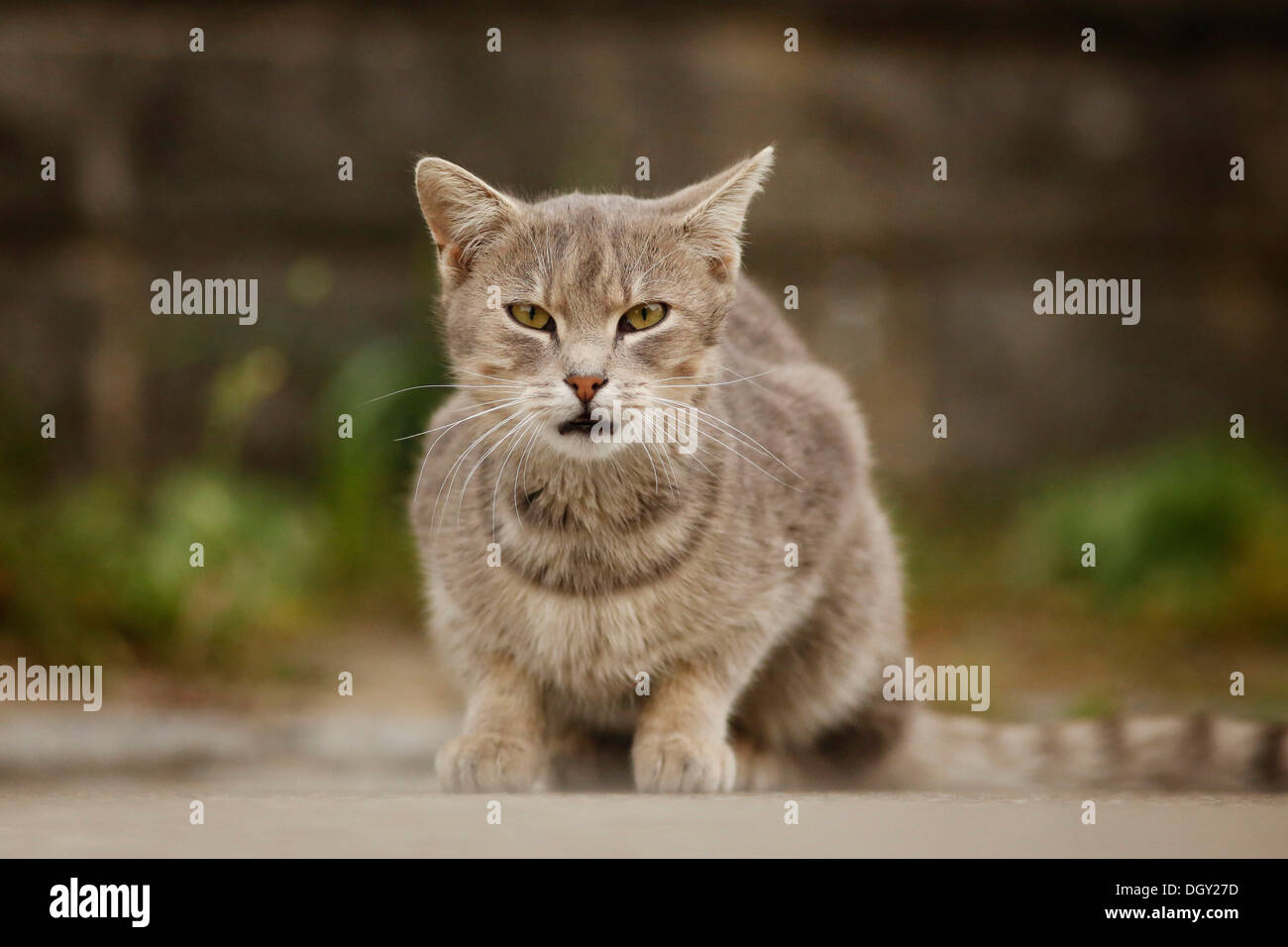 Graue Tabbykatze hocken auf einem Pfad Stockfoto