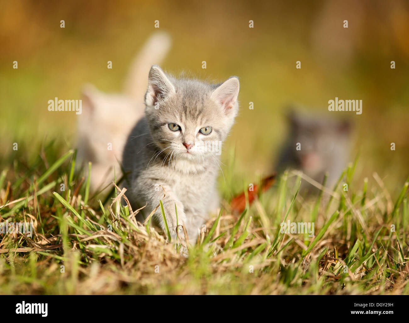 3 junge Hauskatzen, Kätzchen, 6 Wochen zu Fuß über eine Wiese Stockfoto