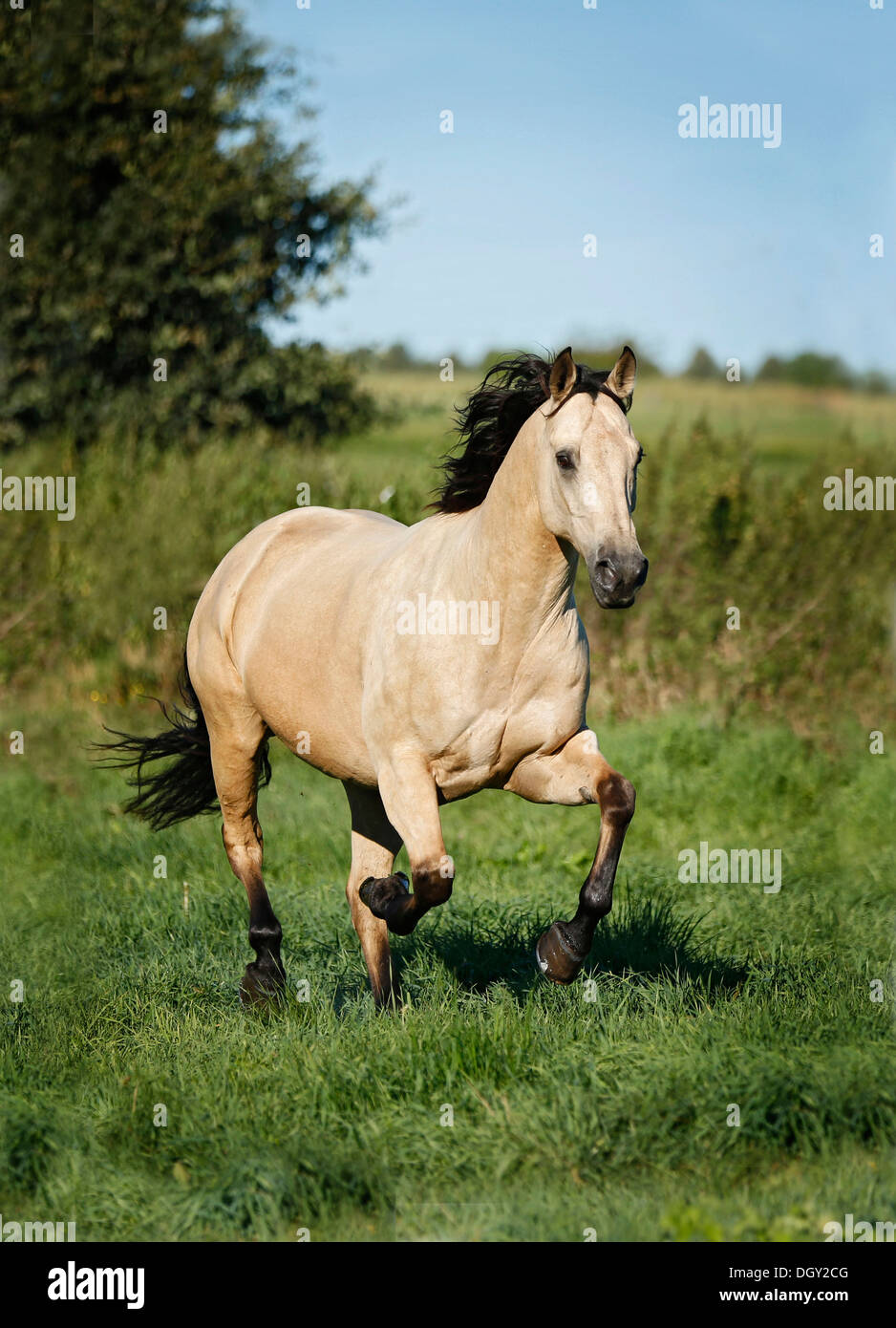 Quartal Pferd, Hirsch-Wallach, im Galopp über eine Wiese Stockfoto