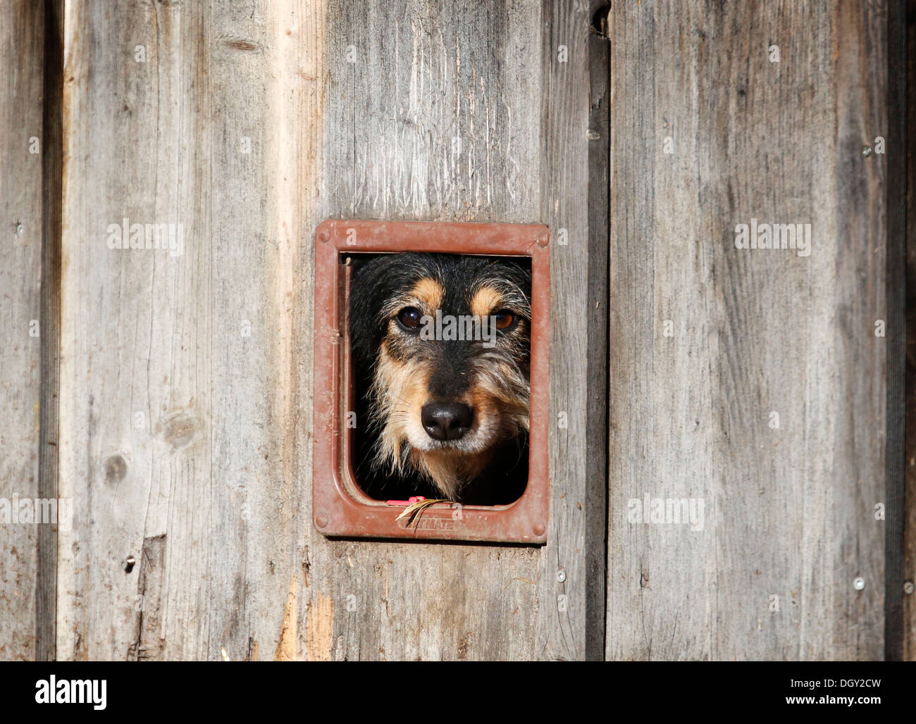 Mischling Hund Blick durch die Katzenklappe einer Scheune, Crailsheim, Hohenlohe, Baden-Württemberg, Deutschland Stockfoto