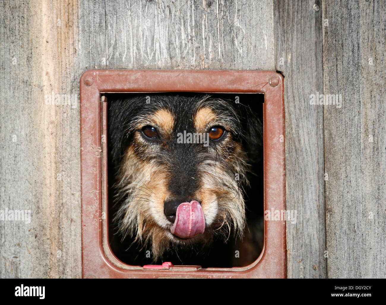 Mischling Hund Blick durch die Katzenklappe einer Scheune, leckt seine Nase, Crailsheim, Hohenlohe, Baden-Württemberg, Deutschland Stockfoto