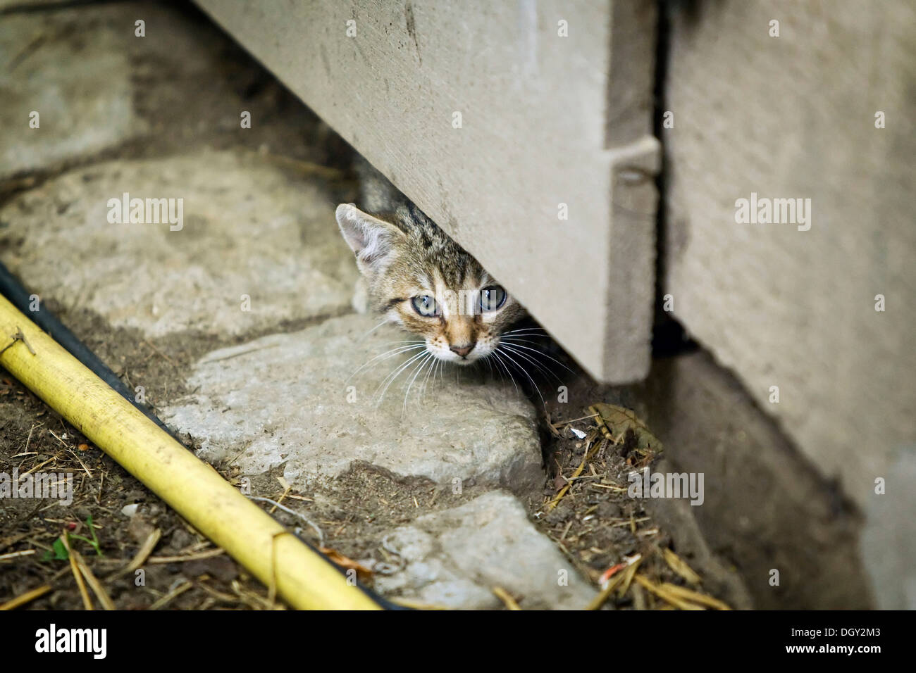 Brown-Tabby Kitten, Bauernhof Katze, schauen unter ein Scheunentor, Satteldorf, Hohelohe, Baden-Württemberg, Deutschland Stockfoto