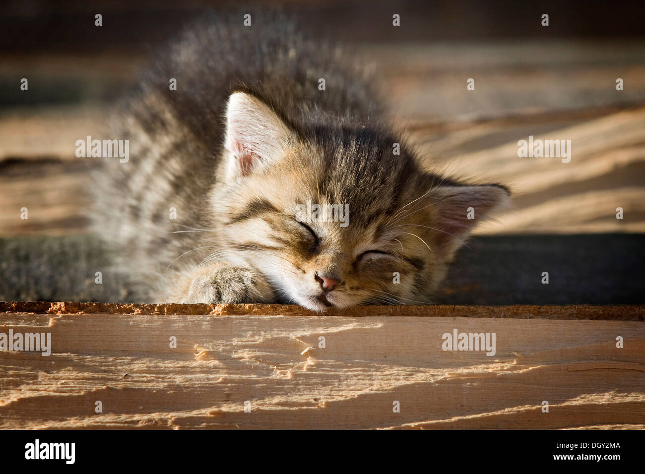 Braun Tabby Kitten auf einen Haufen von Holz in der Sonne liegen und schlafen, Satteldorf, Hohenlohe, Baden-Württemberg, Deutschland Stockfoto