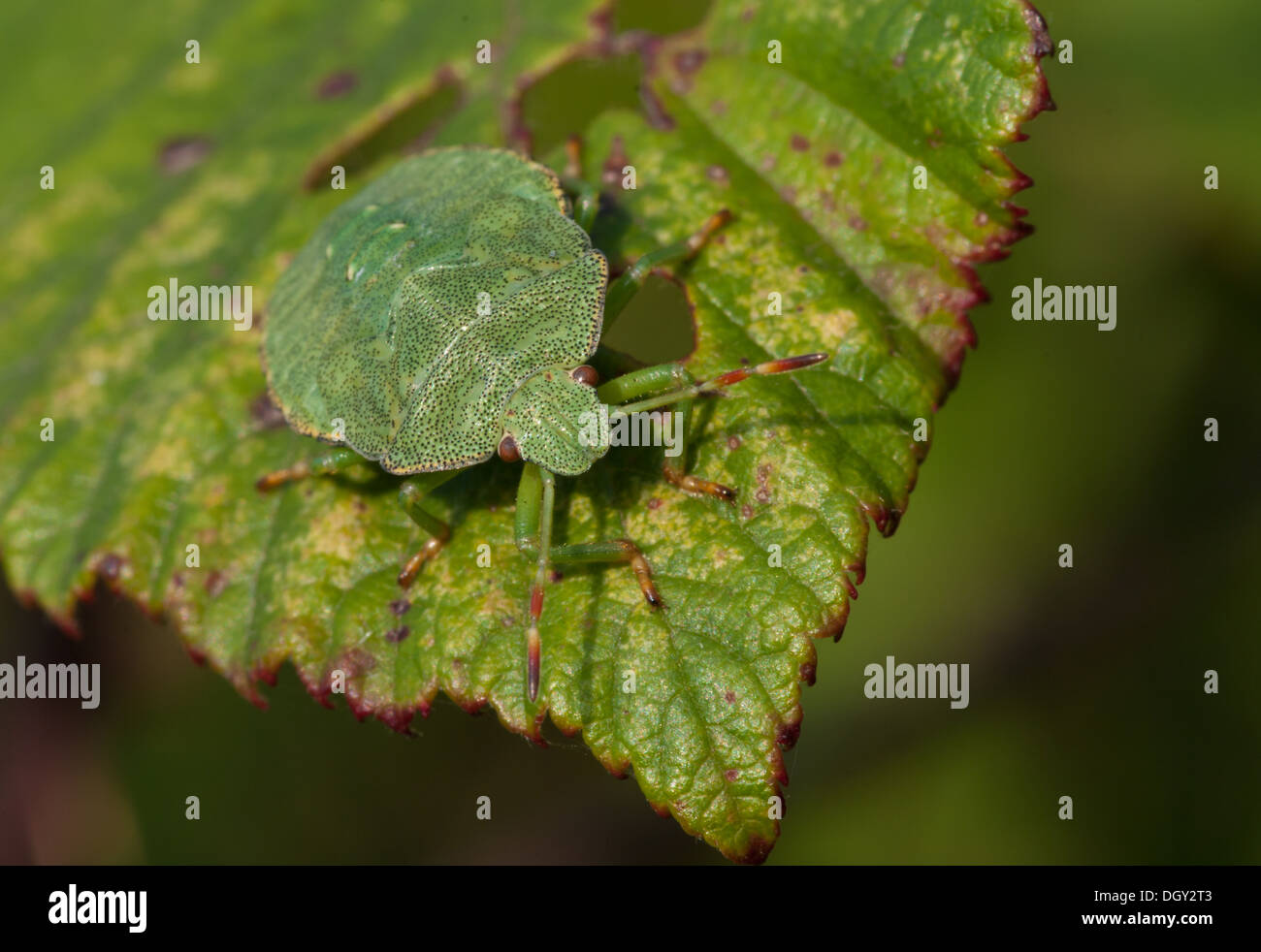 grüne Shieldbug Nymphe auf einem Blatt Stockfoto