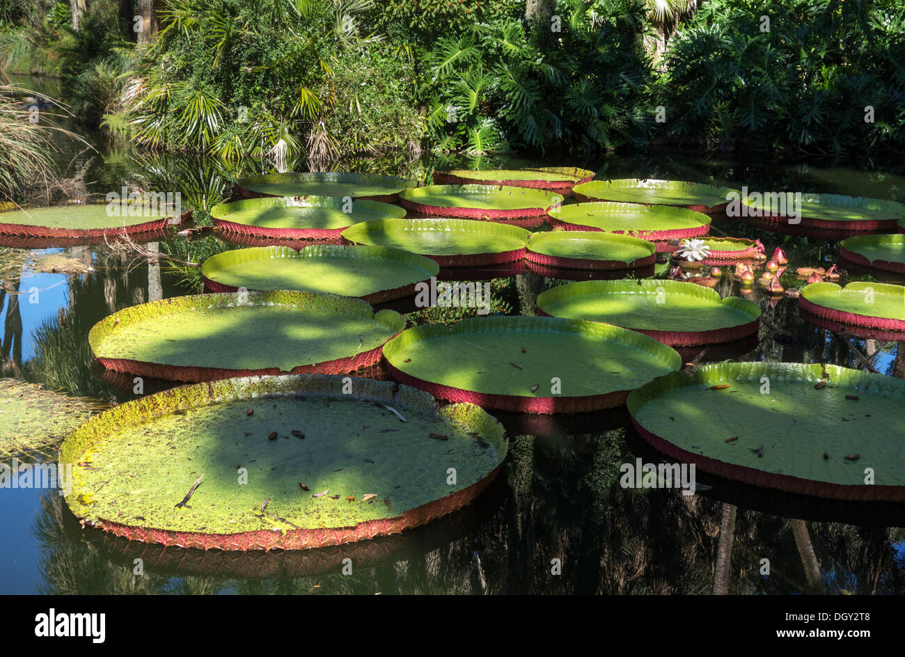 Victoria-Seerosen bei Bok Tower Gardens, Lake Wales, Zentral-Florida, USA Stockfoto