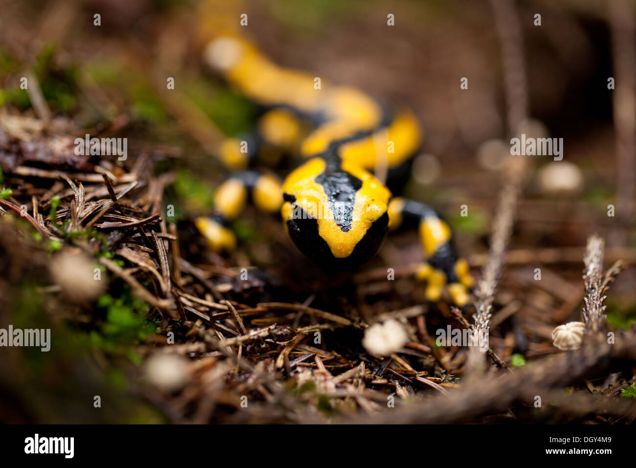 Feuer Salamander Salamandra Closeup im Wald Outdoor-Detail gelbgrün Stockfoto