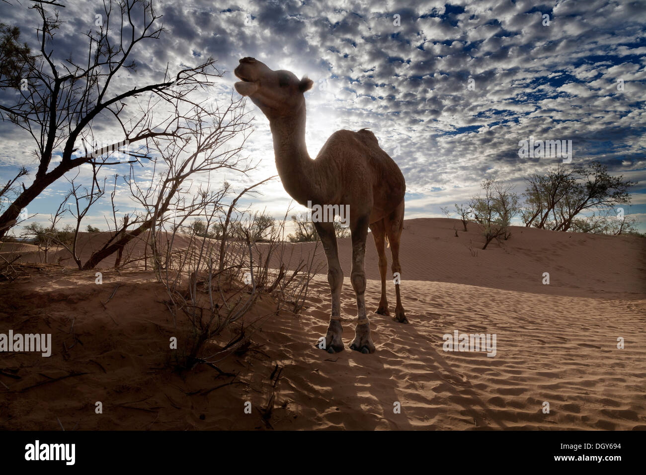 Dromedar Kamel Silhouette teilweise von einem Tamarisk Baum in der Wüste mit einem gesprenkelten Dawn Himmel hinter Essen Stockfoto