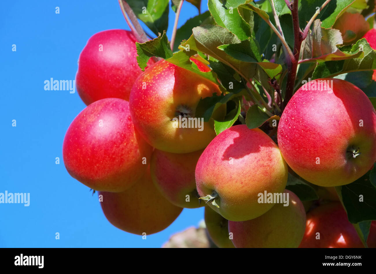 Apfel bin Baum - Apfel am Baum 153 Stockfoto