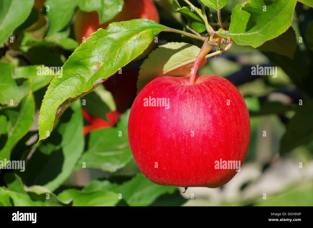 Apfel bin Baum - Apfel am Baum 155 Stockfoto