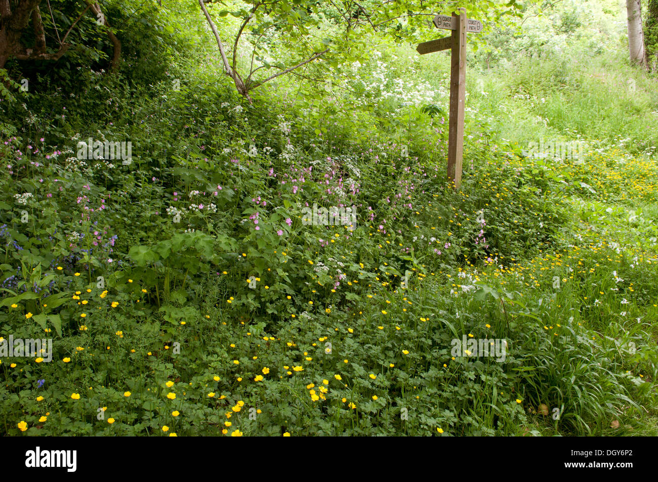 Wildblumen und hölzernen Wegweiser in der Landschaft Stockfoto