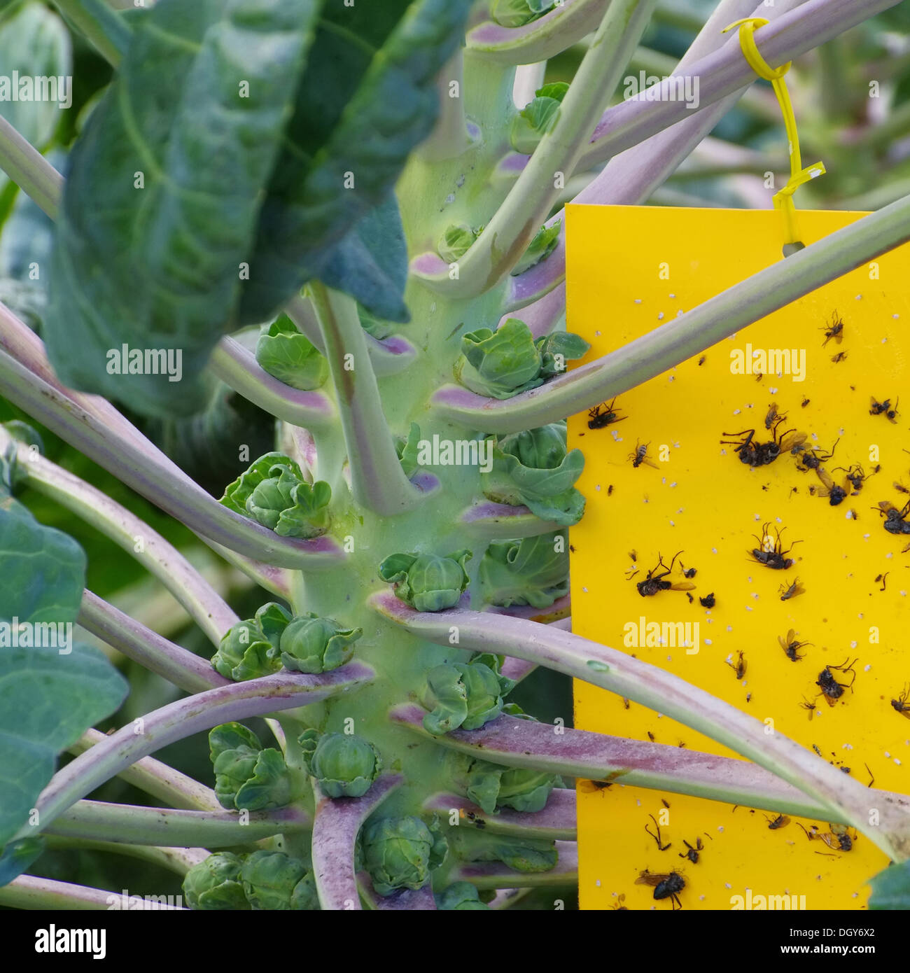Gelbtafel - gelbe Insekten Stick 06 Stockfoto