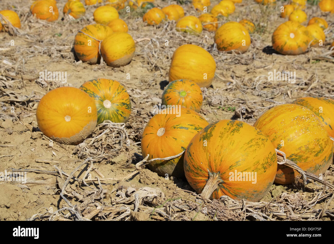 Kuerbisfeld - Kürbis Feld 03 Stockfoto