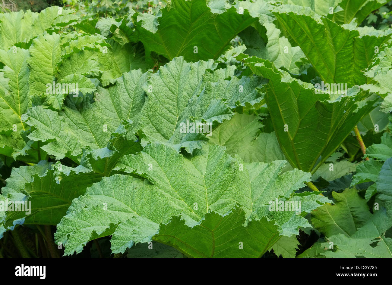 Mammutblatt - Riesen Rhabarber 03 Stockfoto