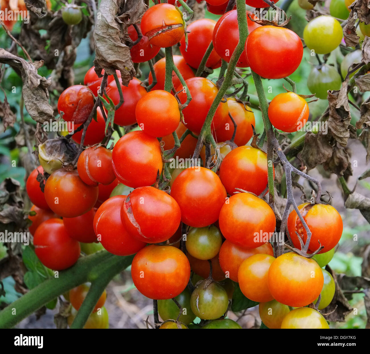 Tomate-Braunfaeule - Tomaten die Kraut-und Knollenfäule 02 Stockfoto