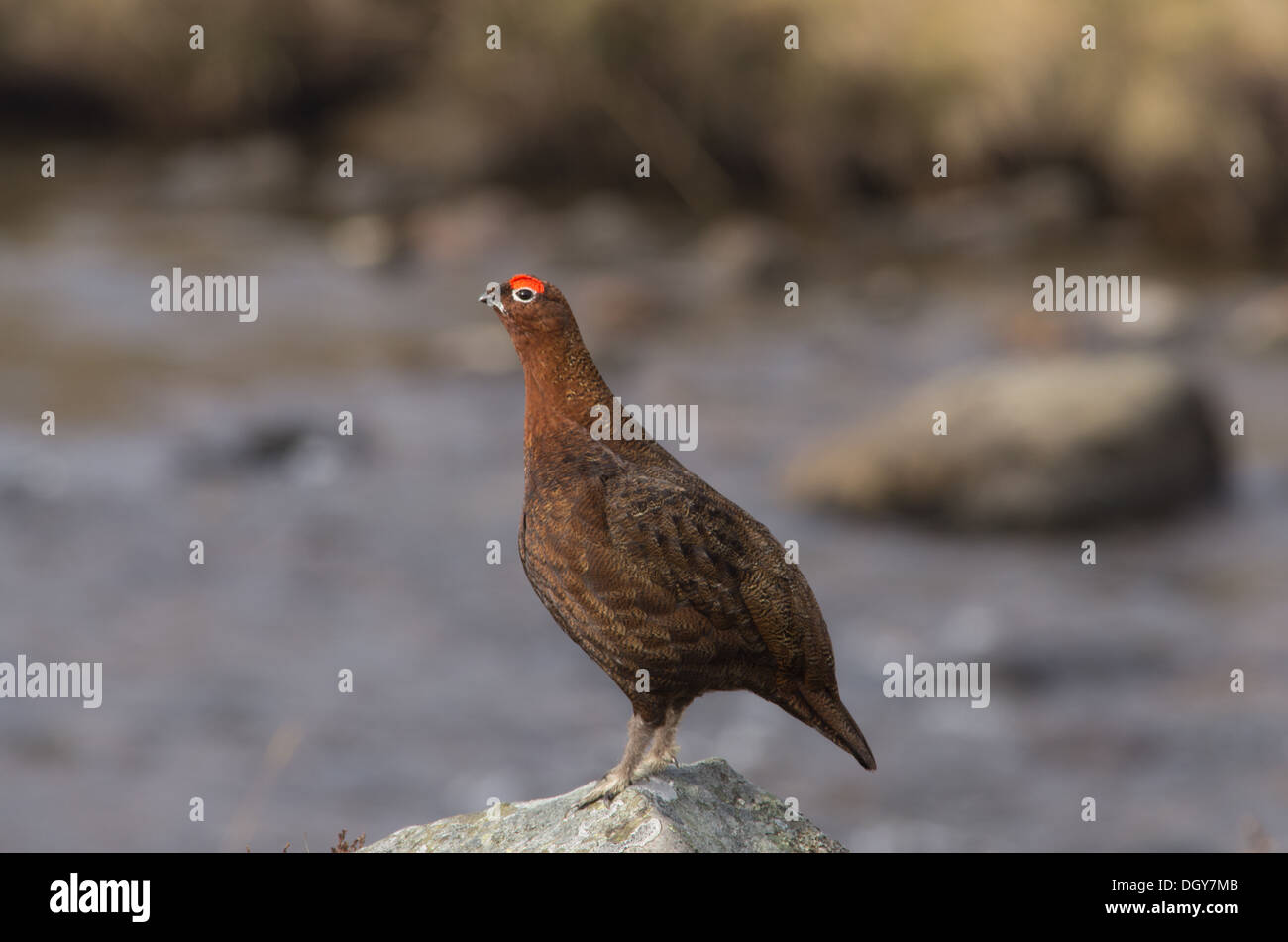 Ein Moorschneehuhn stehend auf einem Felsen, vor einem Fluss, X in den Cairngorms Stockfoto