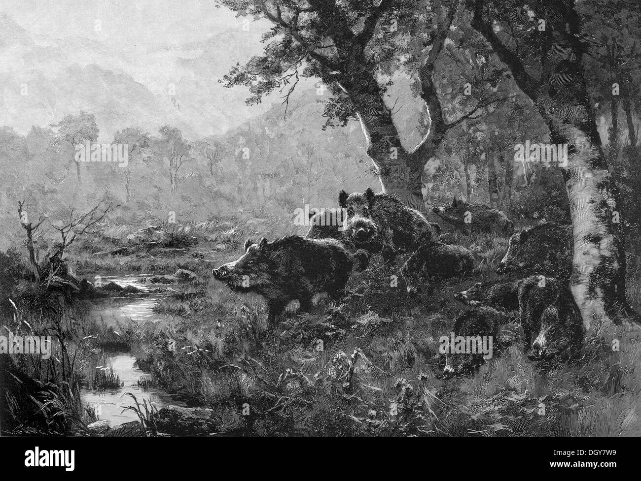 Wildschweine an der Wasserstelle, Illustration aus der Moderne Kunst in Meisterholzschnitten Jahrbuch, 1900 Stockfoto