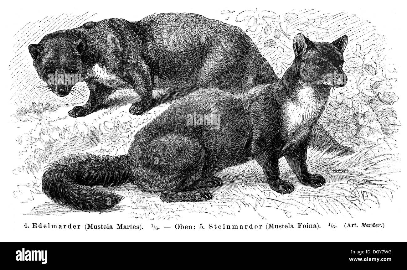 Marten (Mustela Martes) und Steinmarder (Mustela Foina), Abbildung aus Meyers Konversations-Lexikon Enzyklopädie, 1897 Stockfoto