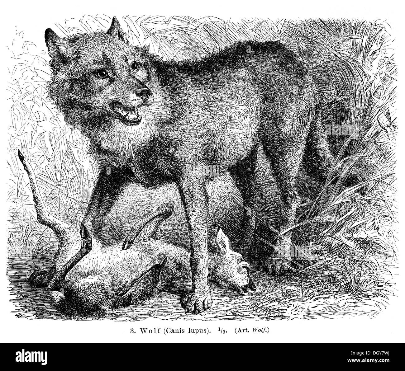 Wolf (Canis Lupus) mit Beute, Abbildung aus Meyers Konversations-Lexikon Enzyklopädie, 1897 Stockfoto
