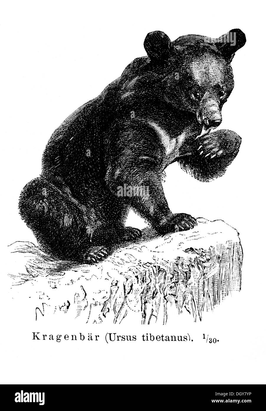 Asiatische Schwarzbären, Mond-Bär oder weiß-chested Bär (Ursus Thibetanus), Abbildung aus Meyers Lexikon, 1897 Stockfoto