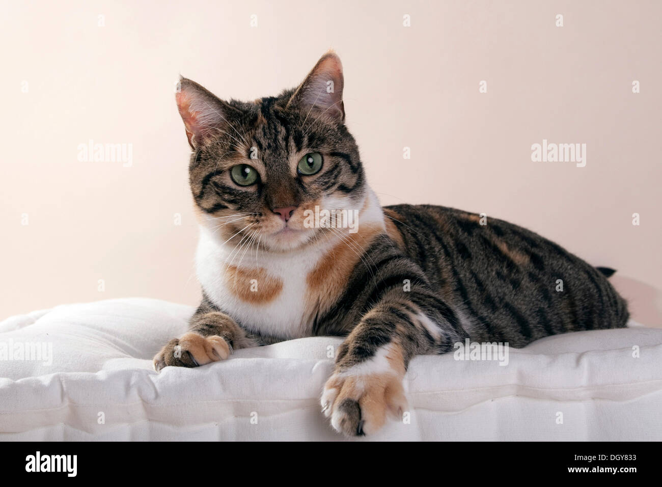 Liegende Katze Stockfoto