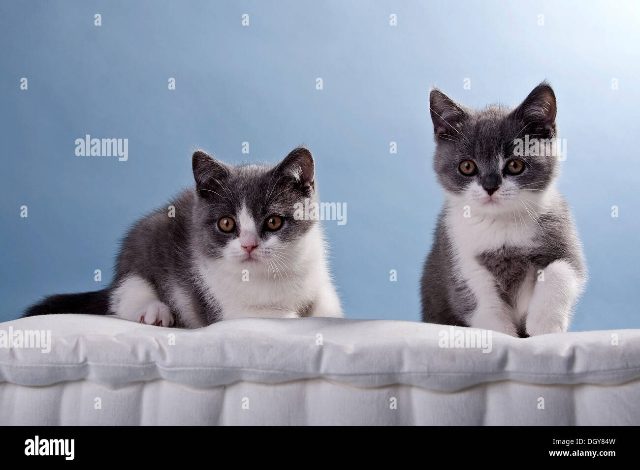 Zwei blaue und weiße Britisch Kurzhaar Kätzchen Stockfoto