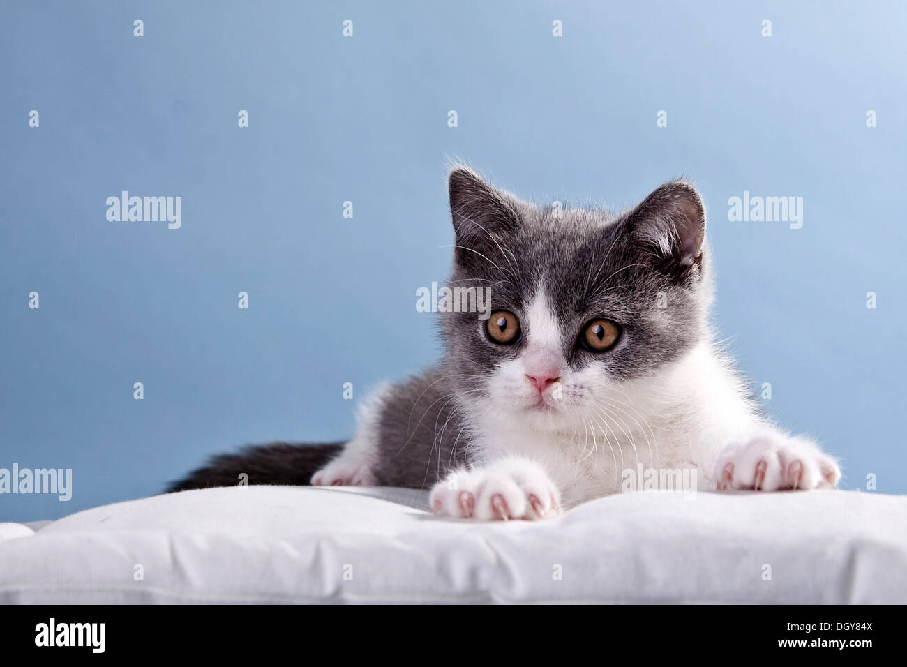 Blaue und weiße Britisch Kurzhaar Kätzchen liegend Stockfoto