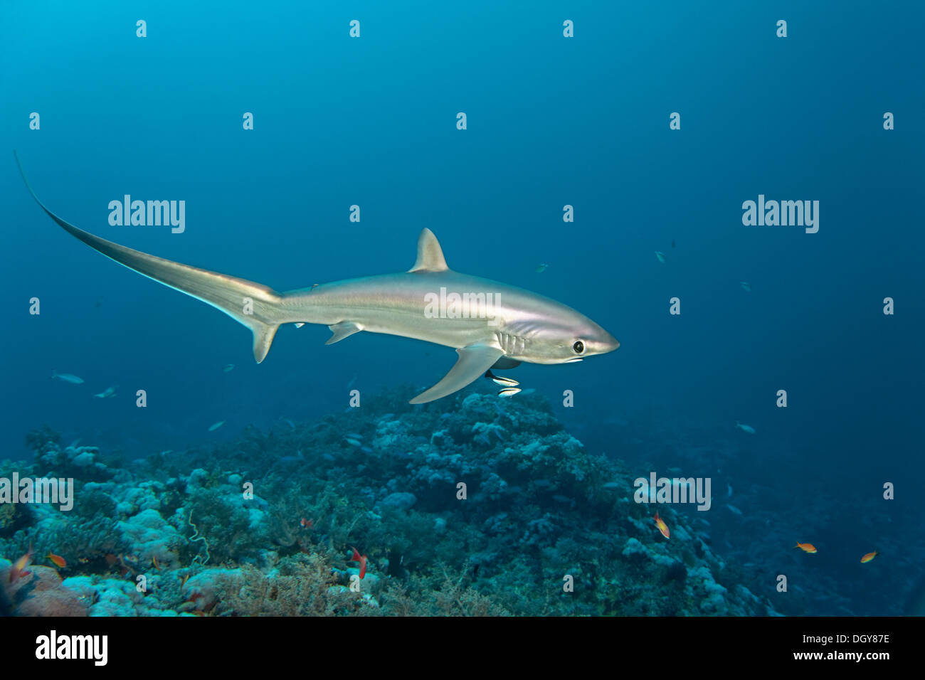 Gemeinsamen Drescherhai (Alopias Vulpinus) schwimmen über ein Korallenriff, Big Brother Island, Ägypten Stockfoto