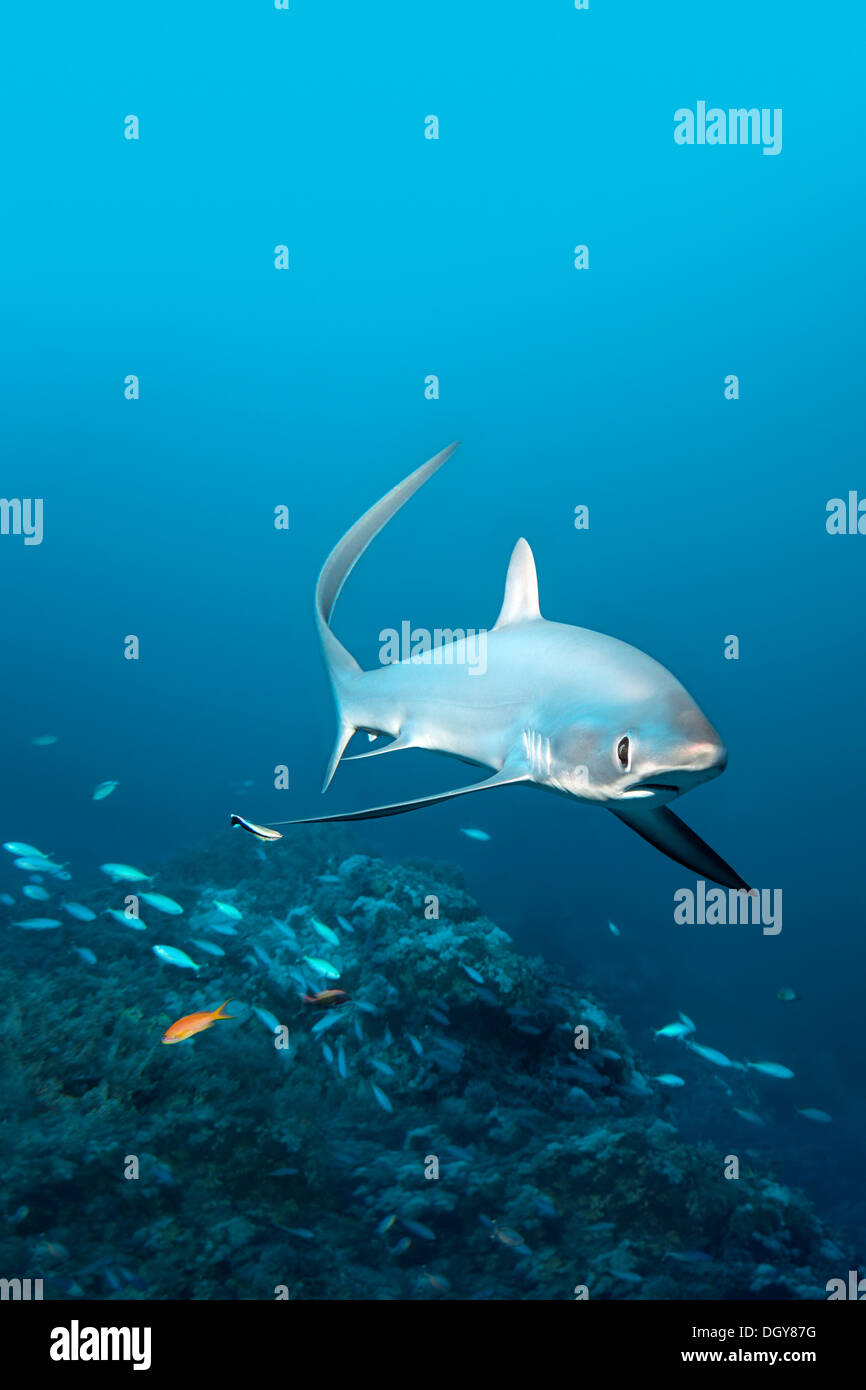 Gemeinsamen Drescherhai (Alopias Vulpinus) schwimmen über ein Korallenriff, Big Brother Island, Ägypten Stockfoto