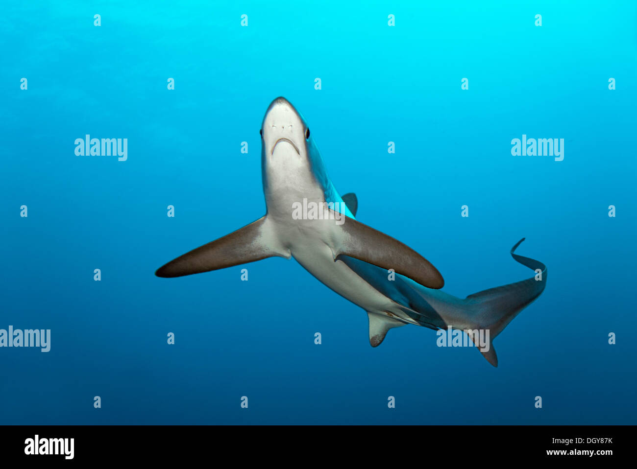 Gemeinsamen Drescherhai (Alopias Vulpinus), schwimmend, Big Brother Island, Ägypten Stockfoto