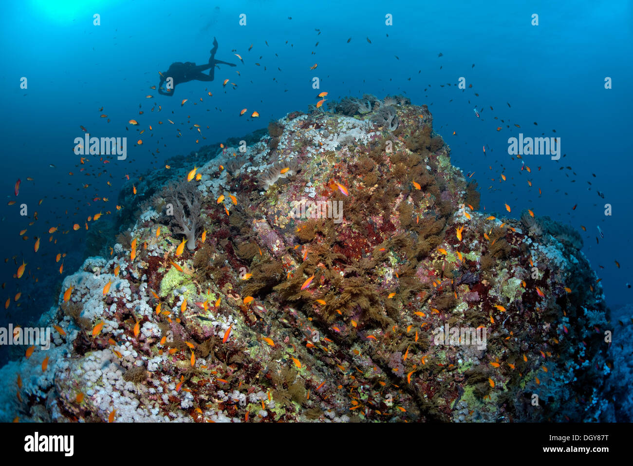 Taucher Tauchen über einen Grat Riff mit Korallen und Fischen, Insel Big Brother, Brother Islands, Ägypten Stockfoto