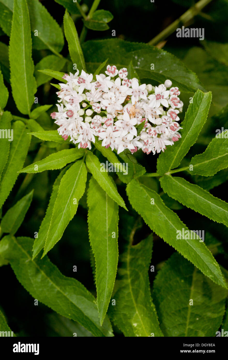 Zwerg-Holunder / Danewort, Sambucus Ebulus, Nahaufnahme der Blüten. Stockfoto