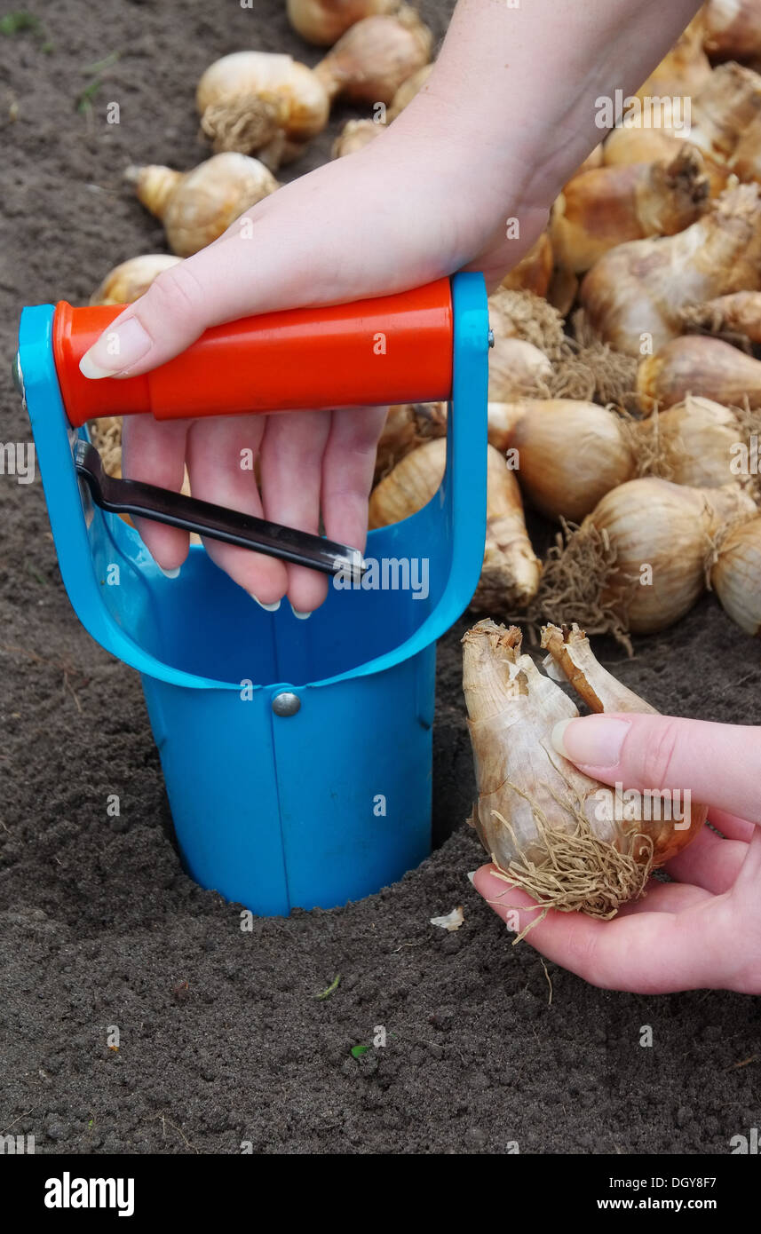 Zwiebel Stecken - Glühbirne 24 Pflanzen Stockfoto