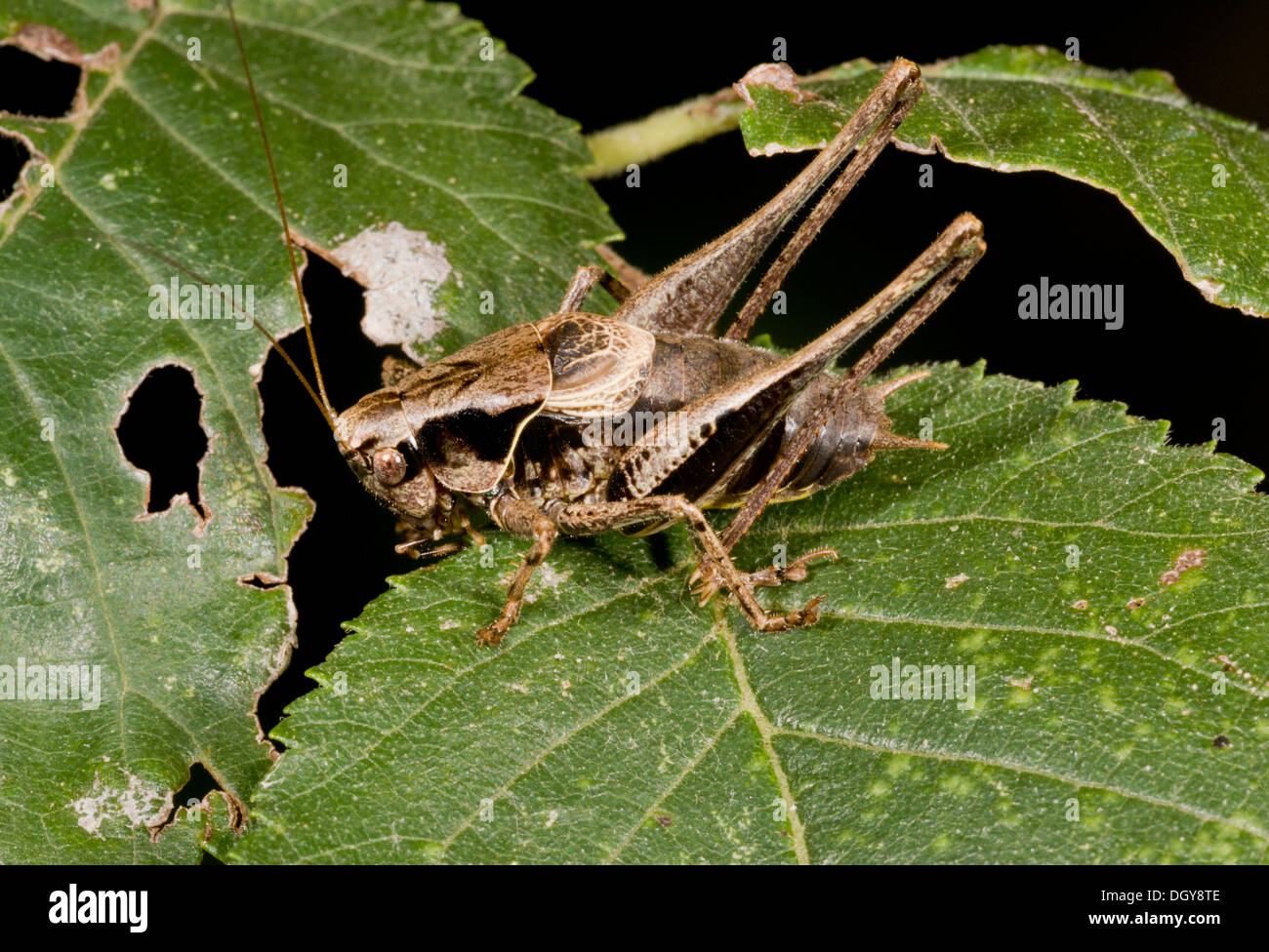 Männliche dunkle Bush-Cricket, Pholidoptera Griseoaptera, in der Sonne aalen. Stockfoto
