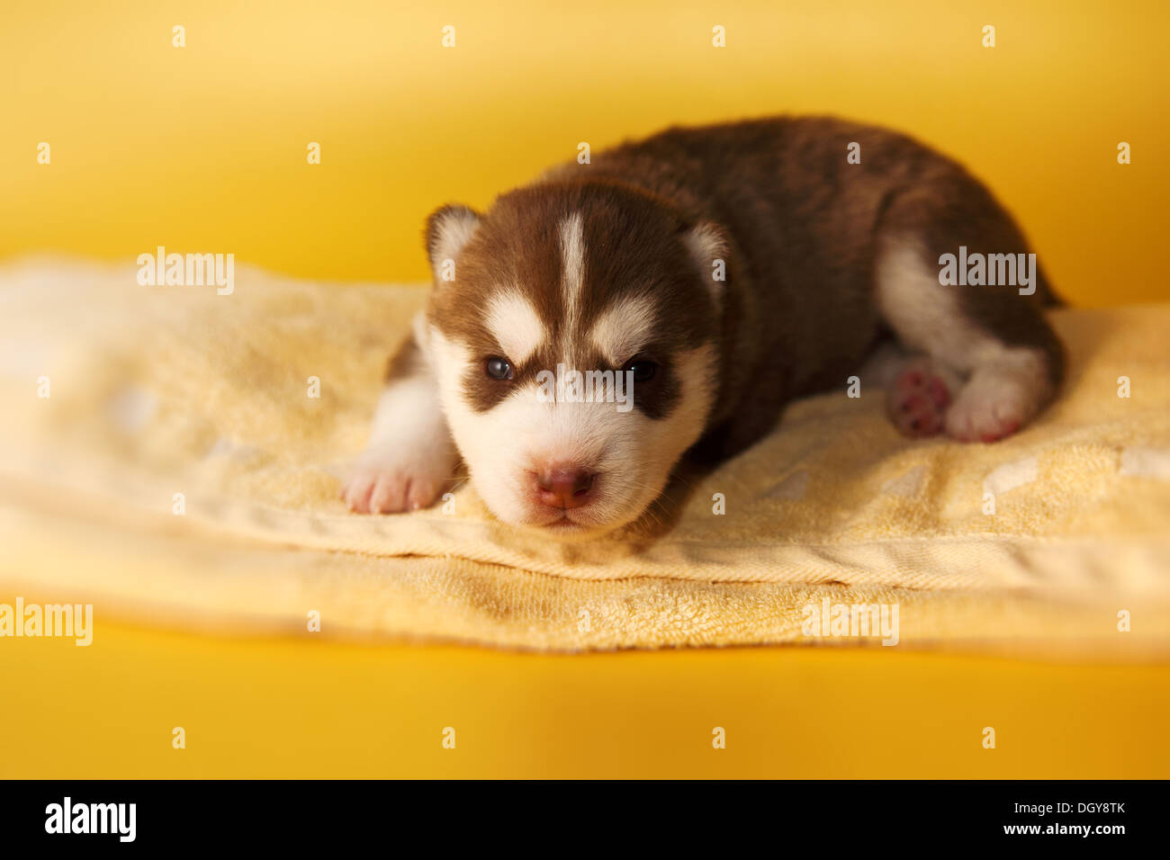 Neugeborener Heiserer Welpe Stockfotos Und Bilder Kaufen Alamy