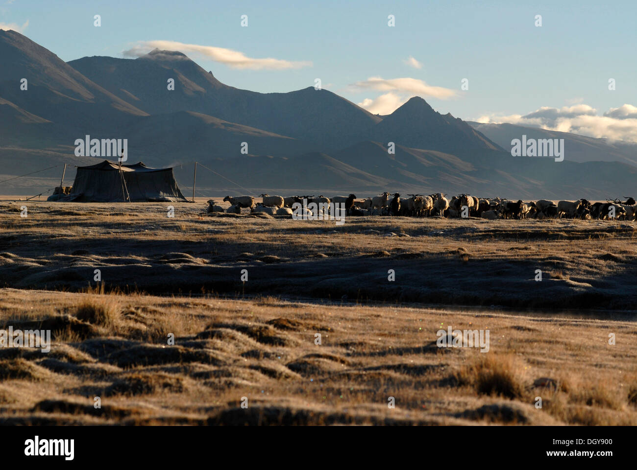 Eisigen Himalaya Morgen mit tibetanischen Yak Haar Zelt, Nomadenzelt und eine Herde von Schafen und Ziegen auf dem gefrorenen Rasen, Provinz Ngari Stockfoto