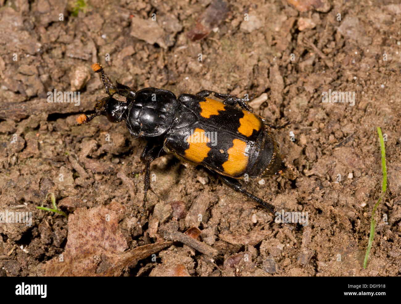 Ein Burying Käfer, Nicrophorus Interruptus auf der Suche nach Aas. Stockfoto