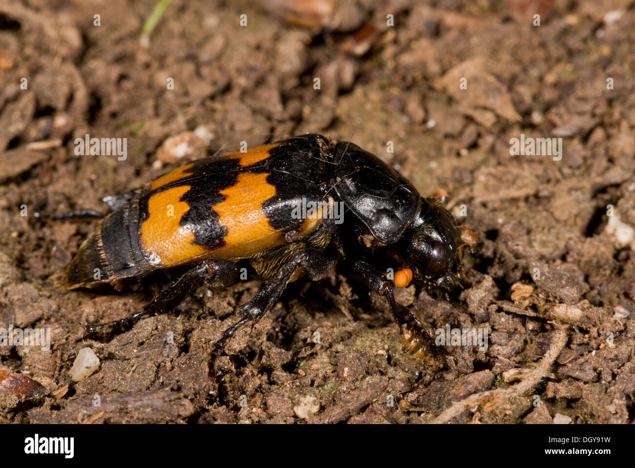 Ein Burying Käfer, Nicrophorus Interruptus auf der Suche nach Aas. Stockfoto