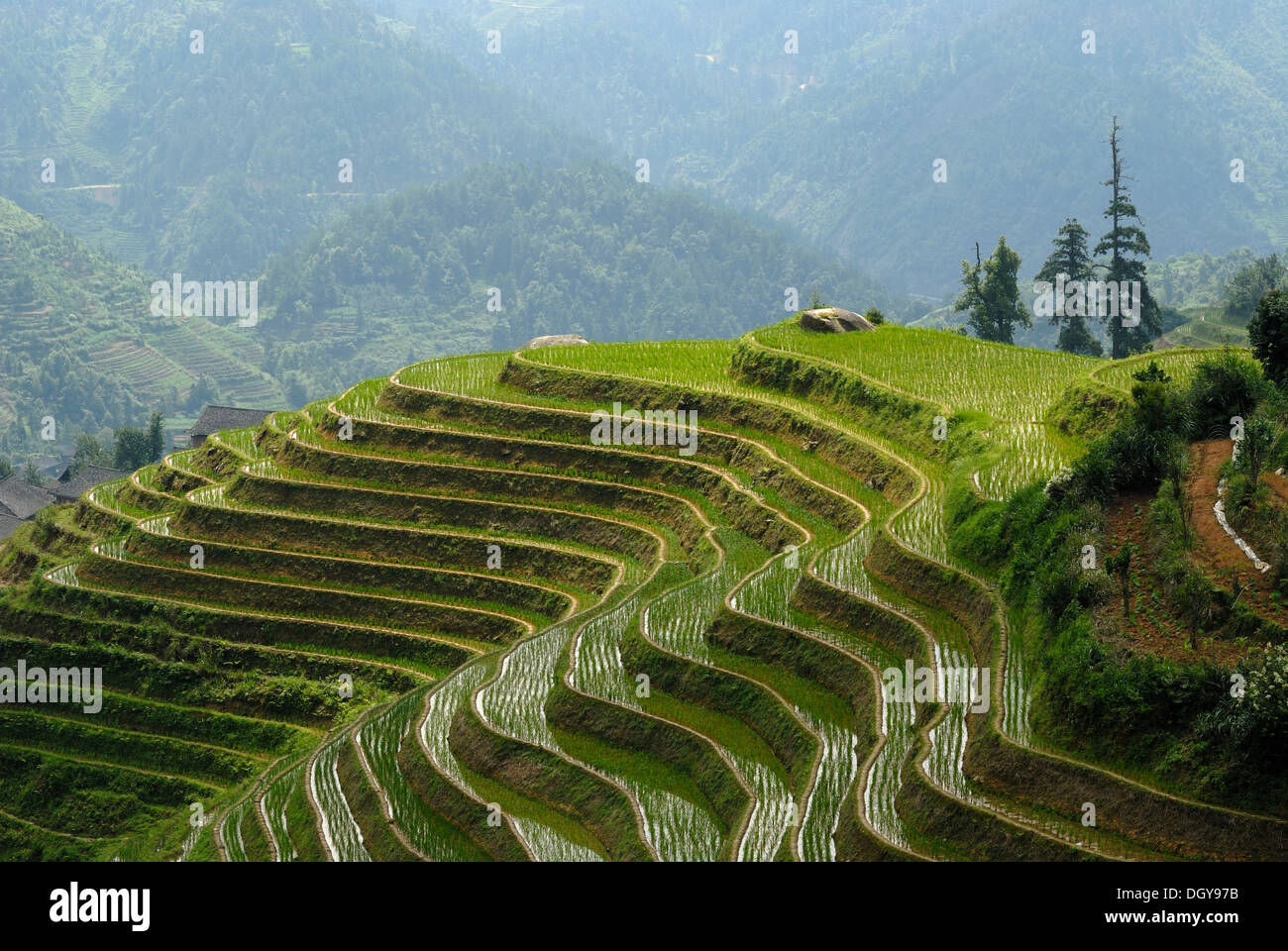 Die weltberühmten Reisterrassen von Longji "Rückgrat des Drachen" oder "Wirbel des Drachen" für Reisanbau, Dazhai Stockfoto